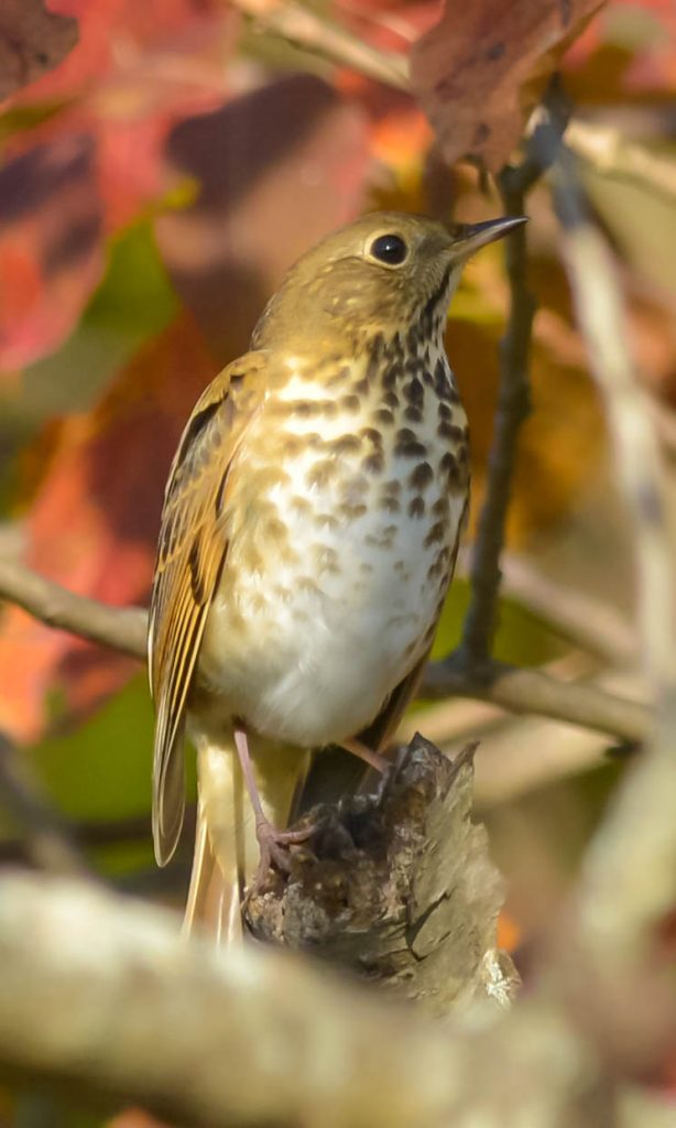 Swainson’s Thrush